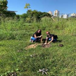 OAB-MT faz plantio no entorno da Arena em evento do Cuiabá, 300 sombrinhas