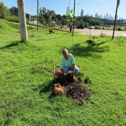 OAB-MT faz plantio no entorno da Arena em evento do Cuiabá, 300 sombrinhas